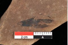 Foto (Detailansicht) von Pinus palaeostrobus Ettingshausen (NHMW-GEO-2024-0188-0204)